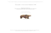 Oso pardo – Ursus arctos Linnaeus, 1758core.ac.uk/download/pdf/36189338.pdf · Color pardo, variando individualmente del isabela claro al sepia oscuro. Los matices más Los matices