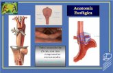PRODIGA presentacion Trastornos motores esofagicos (Final) … · 2020-03-23 · – Evaluación de trastornos motores: • Primarios: Acalasia, Cascanueces, espasmo esofágico difuso,