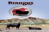 LA RAZA SOBRESALIENTEbrang.us/revistas/revistabrangus_2007.pdf · ganaderos chihuahuenses se reunían con la idea de asociarse para producir ganado Brangus, las computadoras personales