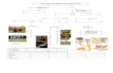 WordPress.com€¦ · Web viewVertebrados Invertebrados 2.- Clasifica los vertebrados de las fotografías, según el sistema natural en: Peces Anfibios Reptiles Aves Mamíferos sin