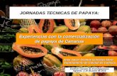 JORNADAS TECNICAS DE PAPAYA: Experiencias con la ......Centros de Distribución de Eurobanancanarias •“Frutas Iru” Bilbao •“Se ha mejorado en la presentación y en grados