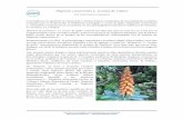 Digitalis canariensis L. (Cresta de Gallo) · 2019-10-01 · Historia taxonómica: La cresta de gallo canaria fue descrita para la Ciencia en 1753 por el insigne botánico sueco Carlos
