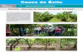 Casos de Éxito - COLPOS...Casos de Éxito Parcela – Escuela de Cacao, Hacienda “La Joya” La LPI-2 estableció un módu-lo experimental de cacao en la hacienda “La Joya”.