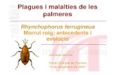 Plagues i malalties de les palmeres · Plagues i malalties de les palmeres Rhynchophorus ferrugineus Morrut roig: antecedents i evolució Jornada tècnica Santa Coloma de Farners