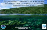 Programa de Conservación de Arrecifes de Coral de la NOAA y su …drna.pr.gov/wp-content/uploads/2016/12/Programa-de-Conservación … · El Programa Conservación de Arrecifes de