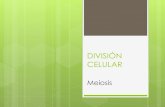 DIVISIÓN CELULAR · DIVISIÓN CELULAR Meiosis . Meiosis Se da únicamente en células que van a originar los gametos. Su función es reducir a la mitad el número de cromosomas para