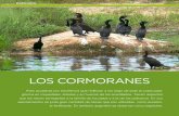 Biguaes LOS CORMORANES - Argentina Ambientalargentinambiental.com/wp-content/uploads/pdf/AA63-82-Los... · 2016-12-07 · LOS CORMORANES Biguaes ... de doscientos y más de tales