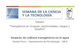 Debate: Transgénicos en Uruguay: oportunidades, riesgos y … SEMANCYT_PICCINI_DEF.pdf · 2015-06-08 · Debate: "Transgénicos en Uruguay: oportunidades, riesgos y desafíos”