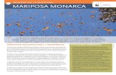 08 reserva de la biosfera 18 mariposa monarcaawsassets.panda.org/downloads/fs08_monarca.pdf · La Reserva de la Biosfera Mariposa Monarca es una de las 18 áreas prioritarias en las