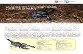 ALACRANES Y ESCORPIONES, ¿ SON LO MISMO? · denominación entre escorpión y alacrán se debe a que los españoles, en la Edad ... veneno de algunas especies, el cual puede tener