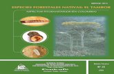 ESPECIES FORESTALES NATIVAS: EL TAMBOR · 2013. 11. 6. · El tambor o frijolito (Schizo-lobium parahyba), es una de las especies forestales nativas que en la última década ha visto