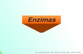 Presentación de PowerPointsgpwe.izt.uam.mx/files/users/uami/lebo/BBM_Enzimas_y_Cinetica/2... · Ejemplo Nomenclatura de enzimas 4. Liasas 4.1 Liasas Carbono-Carbono. (Rompimiento