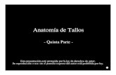 Anatomía de Tallos - Botánica en Línea · Microsoft PowerPoint - 047 anatomia de tallos tercera parte Author: carlos.munoz Created Date: 6/26/2008 2:42:13 PM ...