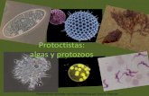 Protoctistas: algas y protozoos · 2014. 4. 16. · Presentación montada con fines didácticos por Jose A. Pascual. El reino “Protoctistas” es un grupo no homogéneo en el que