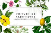 Proyecto Ambiental AMPA CEIPSO Príncipes de Asturias · 2019. 9. 23. · La falta de árboles aptos para la anidación de aves ha llevado a que las cajas nido se hayan convertido