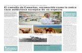 El camello de Canarias, reconocido como la única · El camello de Canarias, reconocido como la única raza autóctona europea de su especie mo tipo de estudio, esta vez sobre ...