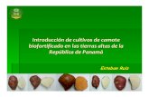 Introducción de cultivos de camote tierras altas de …lac.harvestplus.org/wp-content/uploads/2009/11/camote...semilla de camote, incluyendo la conservación in vitro de los cultivares