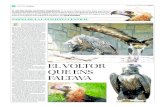 EL VOLTOR QUE ENSEL VOLTOR NEGRE (AEGYPIUS MONACHUS) és la quarta espècie de voltor ibèric que faltava a Catalunya des que en va desaparèixer, fa un centenar d’anys. Les diferents