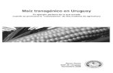 Maíz transgénico en Uruguay · Se sabe que en Uruguay el 100% de la soja es transgénica. Se sabe que su cultivo, asociado a la siembra directa, impacta negativamente en el suelo.