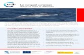 Le rorqual commun dans la mer d’Alboran · Fondo Europeo de Desarrollo Regional Invertimos en su futuro • Le rorqual commun (Balaenoptera physalus) est le seul mysticète (cétacés