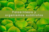 Fotosíntesis y organismos autótrofos€¦ · La Fotosíntesis La fotosíntesis se realiza en los cloroplastos de las células vegetales, gracias a una sustancia llamada clorofila.