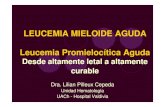 LEUCEMIA MIELOIDE AGUDA Leucemia Leucemia …LEUCEMIA MIELOIDE AGUDA • 1845 Descripción LMA (John Hughes Bennett y Rudolf Virchow) • 1891 Tinción confirma origen mieloide. •