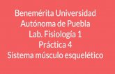 Benemérita Universidad Autónoma de Puebla Lab. Fisiología ...wikifisiologia.pbworks.com/f/musculo esquelético.pdf · siguiente procedimiento: 1. El/la auxiliar pasará sus brazos
