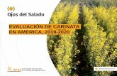 EVALUACIÓN DE CARINATA EN AMÉRICA, 2019-2020 · p205 nitrogeno: hasta 80 kg/ha potasio: alta demanda azufre: 10-25 unidades/ha (relacion n-s: 4:1) bioestimulantes y abono organico