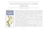 DATOS ASTER EN LA QUEBRADA DE ALCAPARROSA, …marte.sid.inpe.br/col/ltid.inpe.br/sbsr/2004/11.22.21.02/doc/1823.pdf · La génesis de la mineralización es considerada volcanogénica