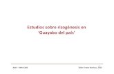 Estudios sobre rizogénesis en ‘Guayabo del país’ LB/Programa... · Taller Frutos Nativos, 2015 Evaluar la capacidad de enraizamiento de los materiales preseleccionados Identificar