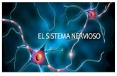 EL SISTEMA NERVIOSO · 2020. 4. 5. · EL SISTEMA NERVIOSO 1.La función de relación 2.Organización del Sistema nervioso 3.Neuronas 4.Células de la glía 5.El impulso nervioso