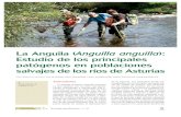 La Anguila (Anguilla anguilla Estudio de los principales ......el viaje de regreso al mar, y migra hacia el mar de los Sargazos a más de 5.900 Km. de las costas europeas (Fig. 2),