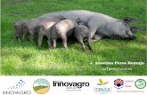 LAS INNOVACIONES EN EL SECTOR DEL PORCINO IBÉRICO · 2014. 5. 19. · 12,4% de la Producción Final Agraria 34,2 % de la Producción Final Ganadera: ocupa el 1 er lugar en importancia
