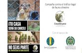 Campaña contra el tráfico ilegal de fauna silvestre€¦ · Origen de la campaña •En Boyacá, la problemática del tráfico y tenencia de fauna silvestre se ve agravada por el