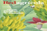 ESPECIAL Cultivo del Banano · 2020. 8. 26. · Una conversación técnica sobre agricultura Disfrútela en cualquier dispositivo durante todo el año Suscríbase ahora Redagrícola