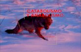 CATABOLISMO Y ANABOLISMO 2020. 3. 15.آ  Catabolismo de glأ؛cidos Consiste en la oxidaciأ³n completa
