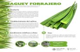 MAGUEY FORRAJERO - gob.mxEl maguey es el nombre que se aplica a las especies del género agave (amarilidáceas). Las hojas del maguey verde o ensiladas y luego picadas o cortadas son