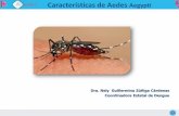 Características de Aedes Aegyptisiev.ssj.gob.mx/eventos/dengue2020/archivos/2._Car... · Aedes Aegypti Es un mosquito originario de África. Introducido al Nuevo Mundo por las expediciones