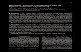 Morfología, anatomía y arquitectura foliar de Myrsine ...sa, 2007 y Barboza et al., 2009). Considerando que la información sobre la morfología y anatomía foliar de M. laete-virens