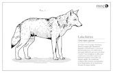 Lobo ibérico · 2020. 4. 17. · Los lobos Viven en grupos familiares. Cazan en equipo para alimentarse Ilegando a recorrer hasta 100 km en un dl'a buscando presas. Se cuidan unos