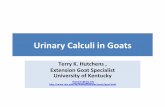 UrinaryCalculiinGoats - GoatWorldUrinaryCalculiinGoats Whatisit? • Urinarycalculi,orUrolithiasis,waterbelly,and stones • Urinarycalculiisacommonmetabolicdisease ofmalegoats.