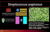 Streptococcus ... TC TÓRAX Y ABDOMEN (1era 19/09/19): confirmo los hallazgos previamente descritos en la Rx, pero además nivel de abdomen, se reporto un quiste complejo en lóbulo