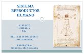 SISTEMA REPRODUCTOR °-Aparato-reproductor- ¢  2020. 8. 12.¢  Sistema reproductor humano El