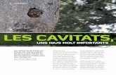 LES CAVITATS, - WordPress.com...2011/06/03  · Les cavitats en els arbres són font de vida. Moltes espècies aprofi ten la feina dels picots i ocupen aquestes cavitats que són una