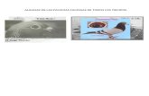 webgardenmedia1.webgarden.es/files/media1:4dc0c700d0f1c.docx.upl... · Web viewKaiser, paloma alemana capturada en la primera Guerra Mundial y entrenada posteriormente para servir
