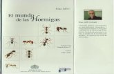 El mundo de las hormigas Conomyrma por ejemplo, usualmente anidan en el suelo. Los límites genéricos dentro de la subfamilia no están claramentexlefinidos y …