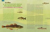 Portal de Publicacions - L'EVOLUCIO DELS El medi polar PEIXOS … · pel gel; l’altre gènere del bacallà, el Gadus mor-hua, té una distribució més àmplia. Els sistemes d’Hb