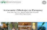 Acrocomia (Mbokaja) en Paraguay...Gonzalez de Santacruz, en el departamento de Paraguari, cuentan con unas 7 hectáreas de mbokaja, en doble hileras, con 2,5 m. entre pares de líneas,