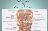 Músculos De Cara y Cráneo - fisioterapia-unitec.webnode.es · Cabeza superior: cara infratemporal y cresta infratemporal del ala mayor del esfenoides. Cabeza inferior: Cara lateral