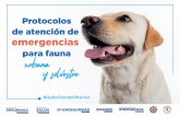 para fauna urbana y s vestre - epmmop.gob.ecDistrito Metropolitano de Quito Prioridades: 1.- Garantizar la seguridad de los animales. 2.- Establecer estrategias de educación, información
